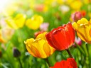 Графік роботи на 8 березня..... Історія 8 березня.